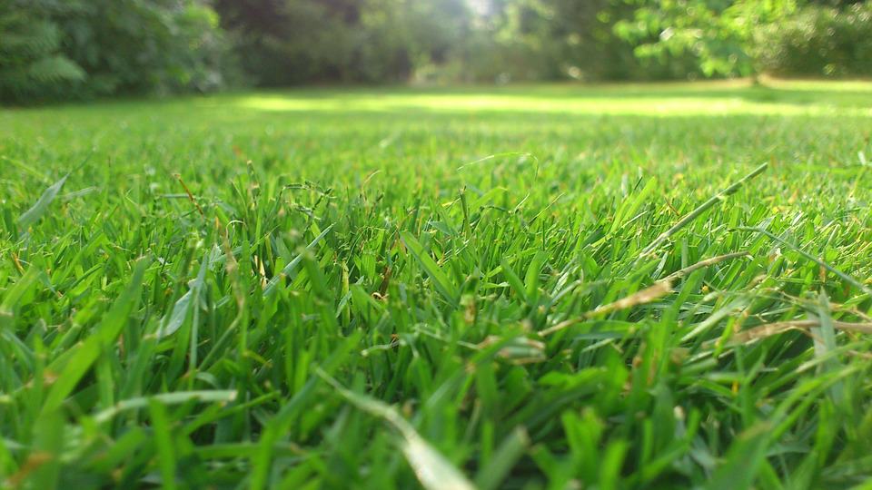 green lawn fresh cut