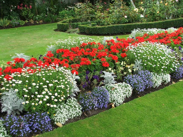 Patriotic-bedding-flower-display