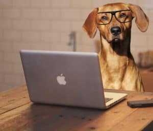 dog with glasses using a computer