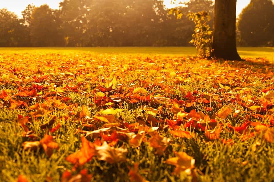 fall-clean-ups-and-leaf-removal