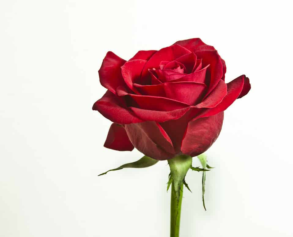 rose-gift-idea
