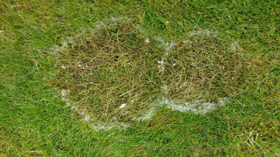 Fusarium Patch Lawn Disease