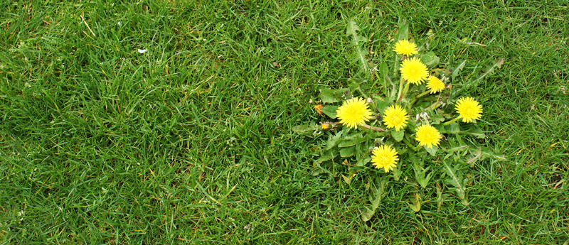 Lawn-Weeds