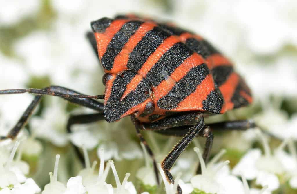 hemiptera-lawn-pest